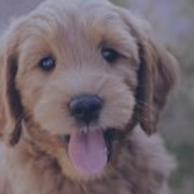 Goldendoodle co-pilot